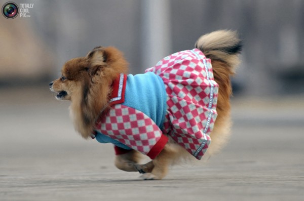 dogs in clothes